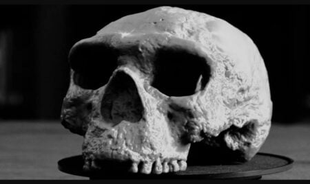million year old skull rewrites