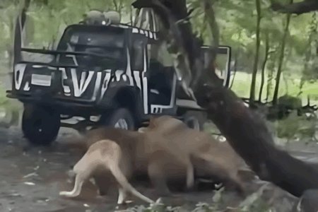 Bangkok zoo lion attack