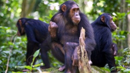 শিম্পাঞ্জিরা