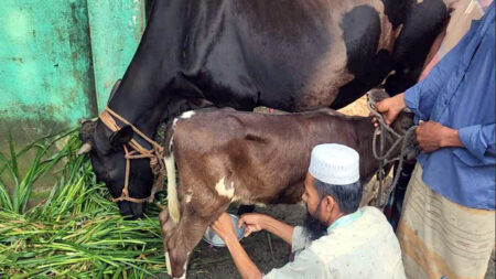 বাছুর দুধ দিচ্ছে