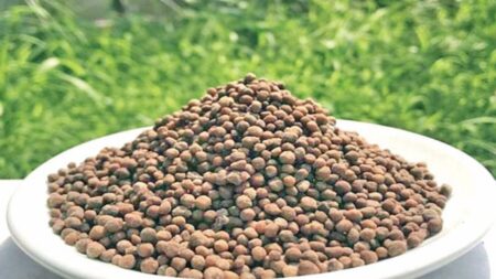 দেড় গুণ গুনতে হচ্ছে ডিএপি সারের দাম DAP