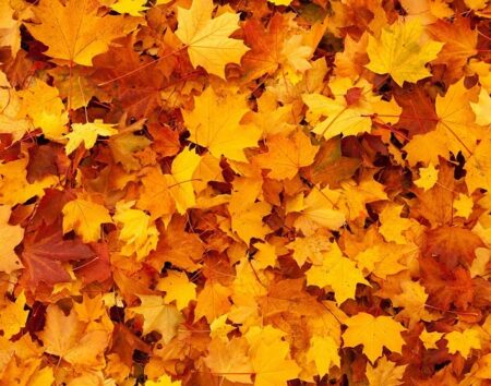 Toxic Fall Plants for Pets