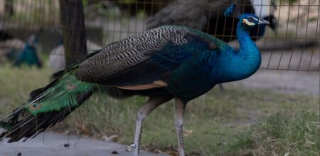 Florida man animal cruelty charge