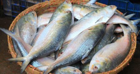 Ilish