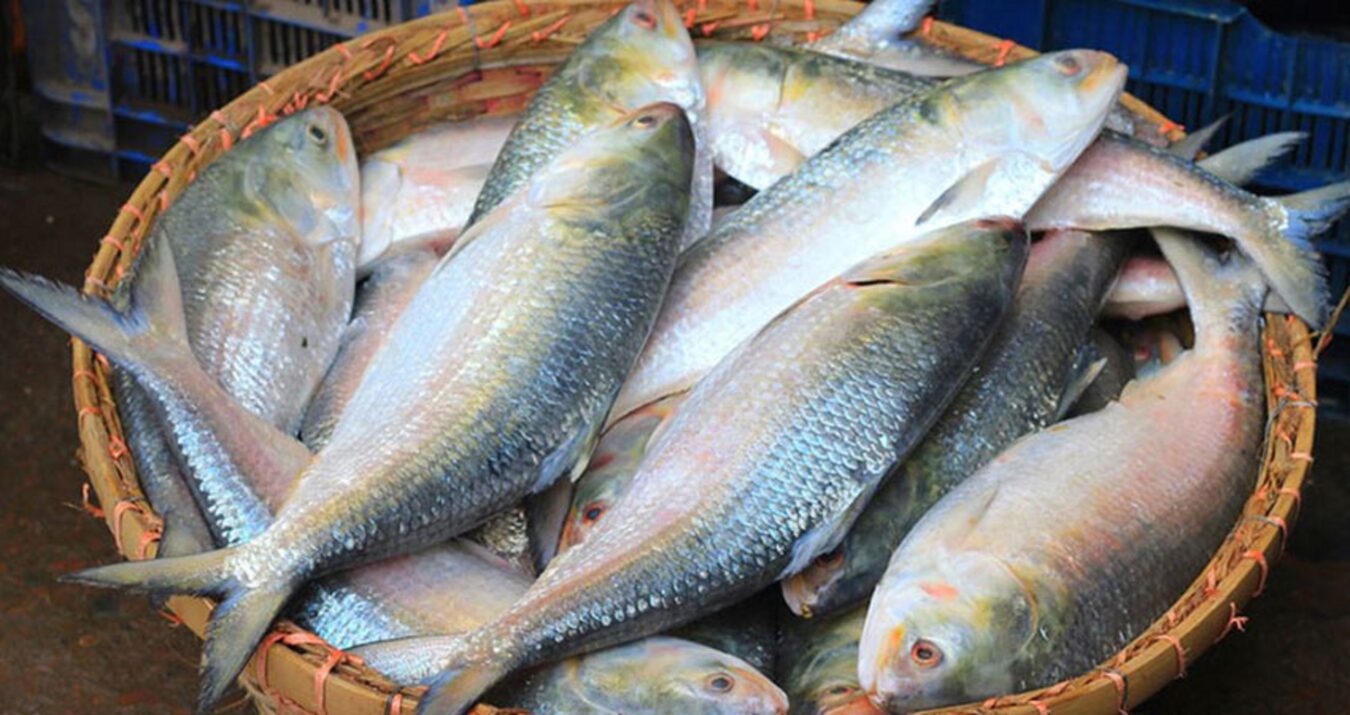 Ilish