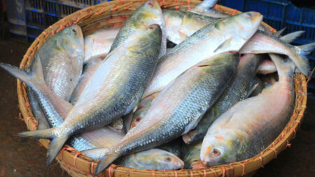 Ilish