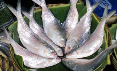 ইলিশের আকার অনুযায়ী দাম নির্ধারণের সুপারিশ ট্যারিফ কমিশনের Ilish