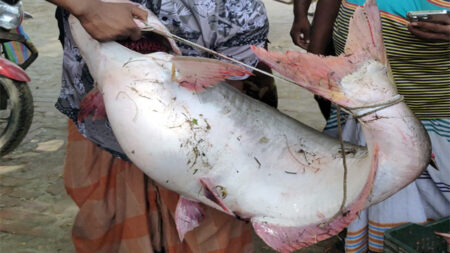 পাঙ্গাস