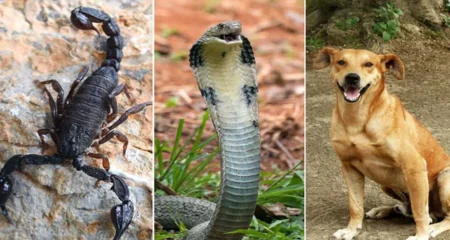 সাপ বা বিছা কামড়ালে