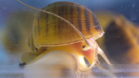 Why Science Is Studying Snail Mucus for Human Eye Regeneration