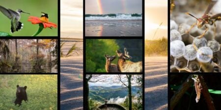 Winning Shots Revealed in Maryland Nature Photo Contest 2025 Winning Shots Revealed in Maryland Nature Photo Contest 2025