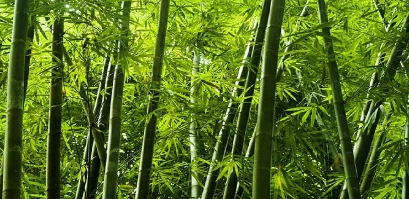 বিশ্ব বাঁশ দিবস