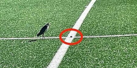 মাঠের মাঝখানে পাখির ডিম