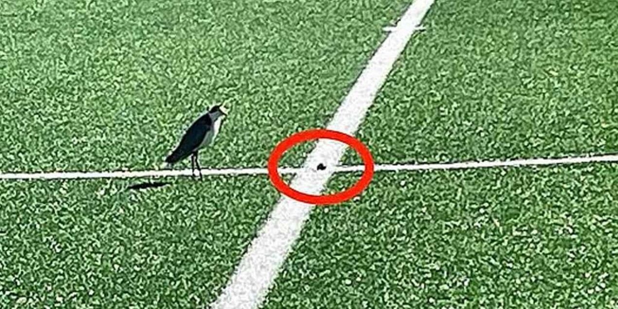 মাঠের মাঝখানে পাখির ডিম