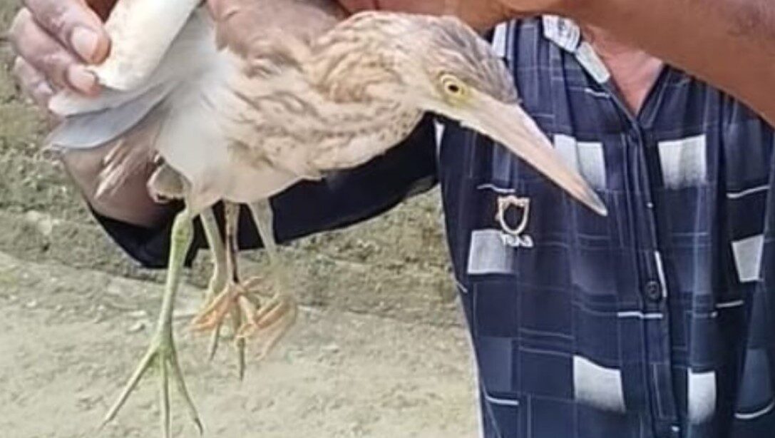 চার পা-ওয়ালা কানি বক