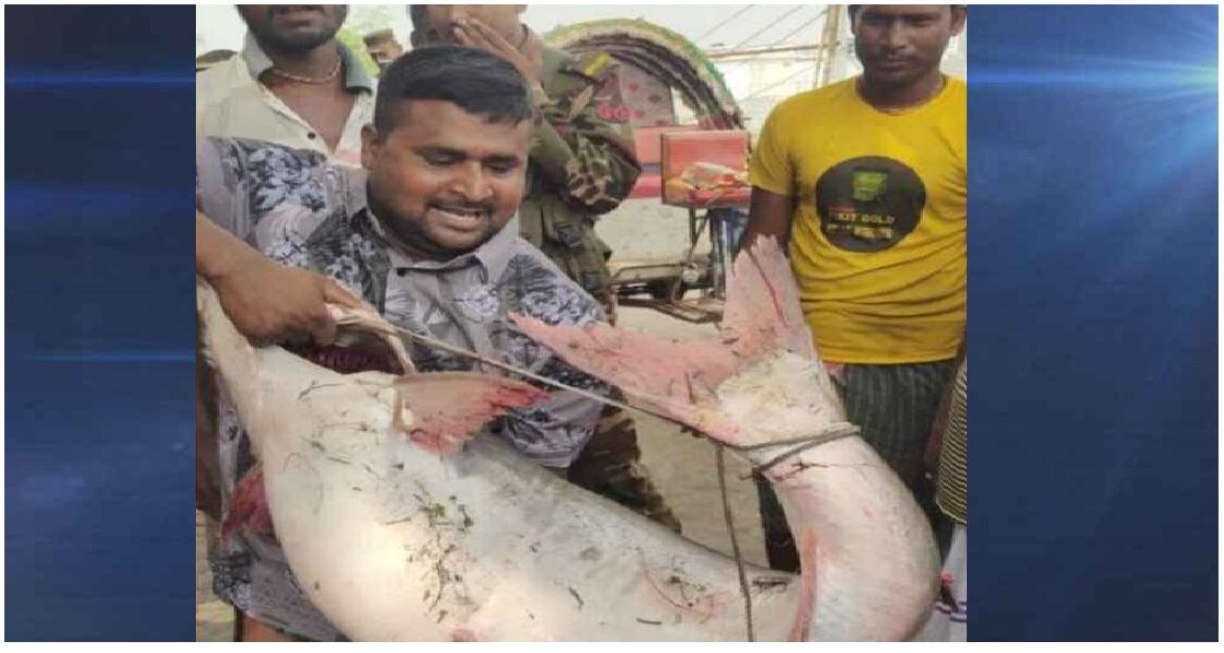 ২৫ কেজির পাঙাশ