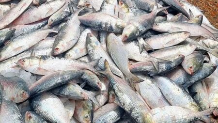 ইলিশ রপ্তানি