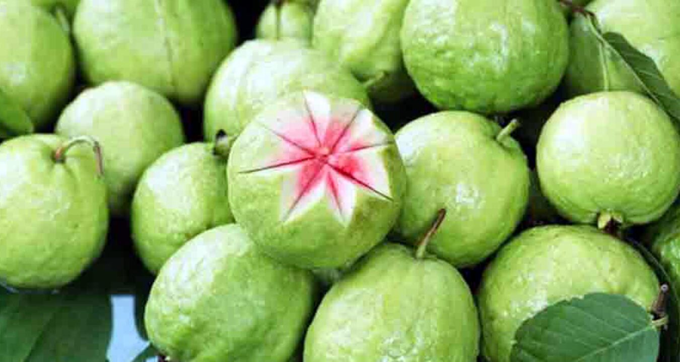 guava cultivation