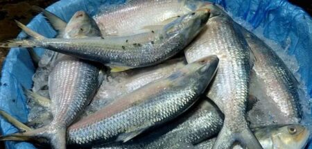 দেশের মাছ বাজারগুলোতে চলছে প্রতারণা, ‘চাঁদপুরের ইলিশ’ বলে বিক্রি চাঁদপুরের ইলিশ