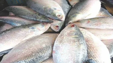 ভারতে ১২শ’ মেট্রিকটন ইলিশ পাঠানোর অনুমোদন ইলিশ