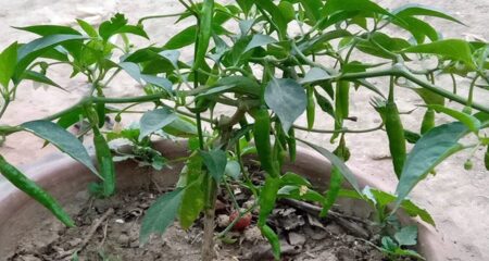 কাঁচা মরিচ গাছ