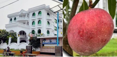 মিয়াজাকি আমগাছ চুরি