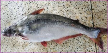 পাঙ্গাস