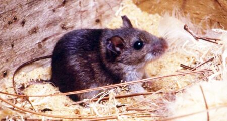 ইঁদুর দূর