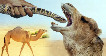 মরুভূমির উট