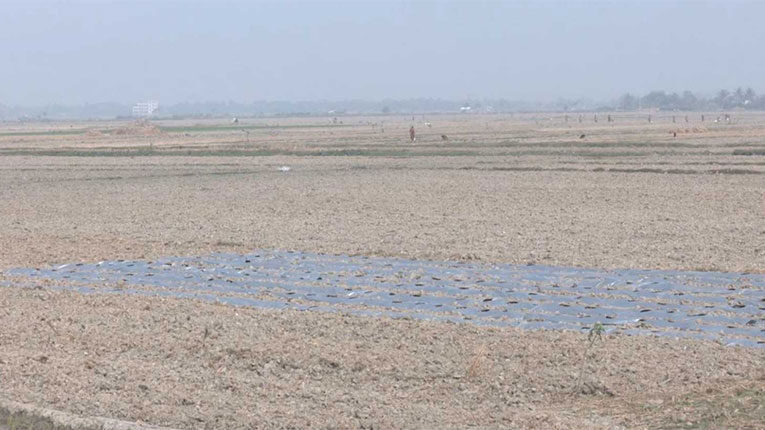 জলবায়ু পরিবর্তনে হুমকির মুখে উপকূলীয় বনাঞ্চল ও কৃষি