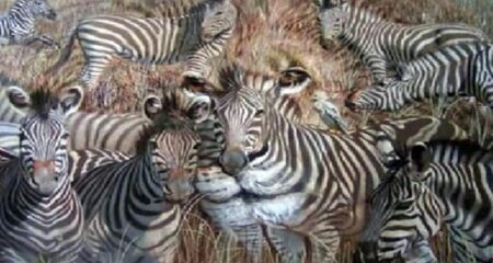 অপটিকাল ইলিউশন