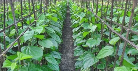 পান পাতা খেলে যা ঘটতে পারে আপনার শরীরে পান পাতা