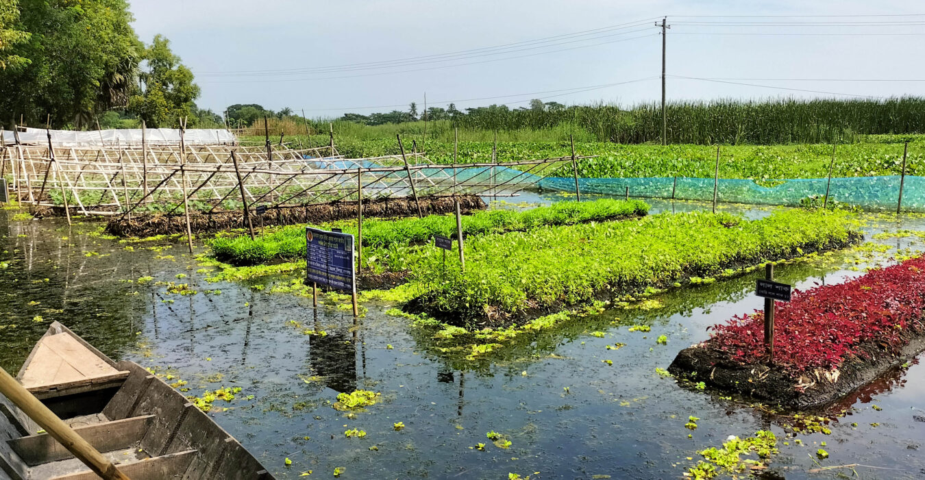  ভাসমান সবজি চাষে