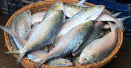 পূজা উপলক্ষে ভারতে ফের ইলিশ রপ্তানির অনুমতি, প্রথম ১২ দিনে গেল ১৩৬ টন রপ্তানির অনুমতি