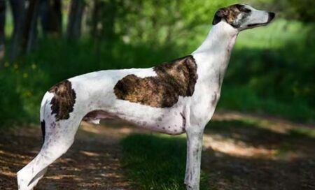 সরাইলের গ্রেহাউন্ড কুকুর