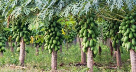 হাইব্রিড পেঁপে