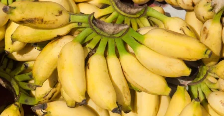 কলা কখন খেলে বেশি উপকার, দিনে না রাতে? Banana