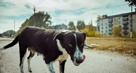 Chernobyl blue dogs