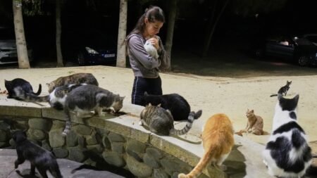 Cyprus Approves Funding Surge to Tackle Overwhelming Feral Cat Crisis Cyprus cat overpopulation