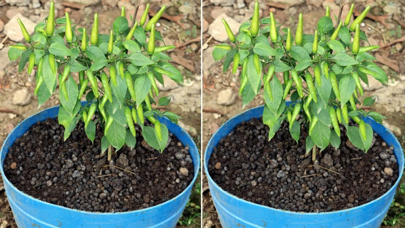 কাঁচা মরিচ গাছ