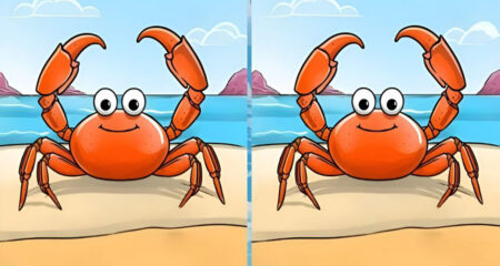 অপটিক্যাল ইলিউশনের ছবি