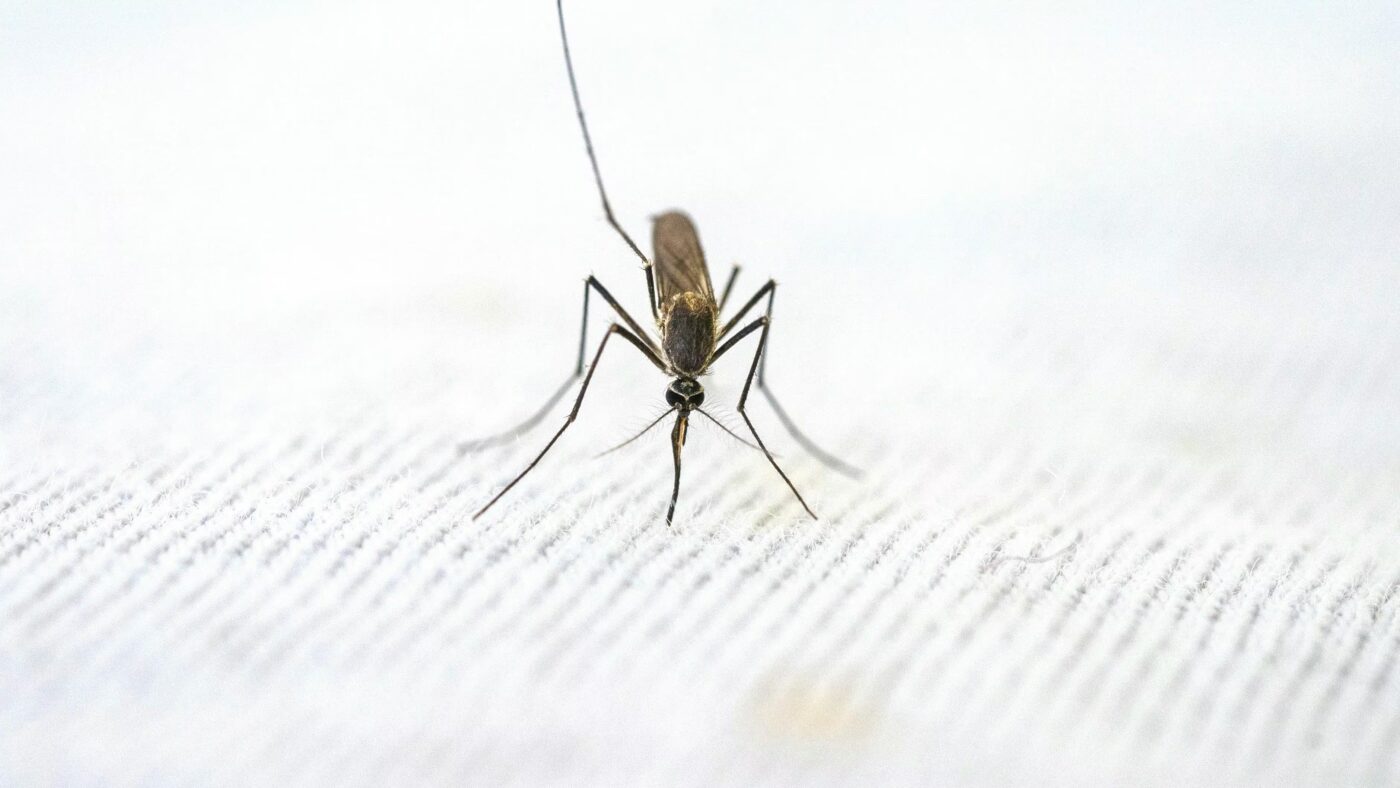 Mosquitoes in Iceland