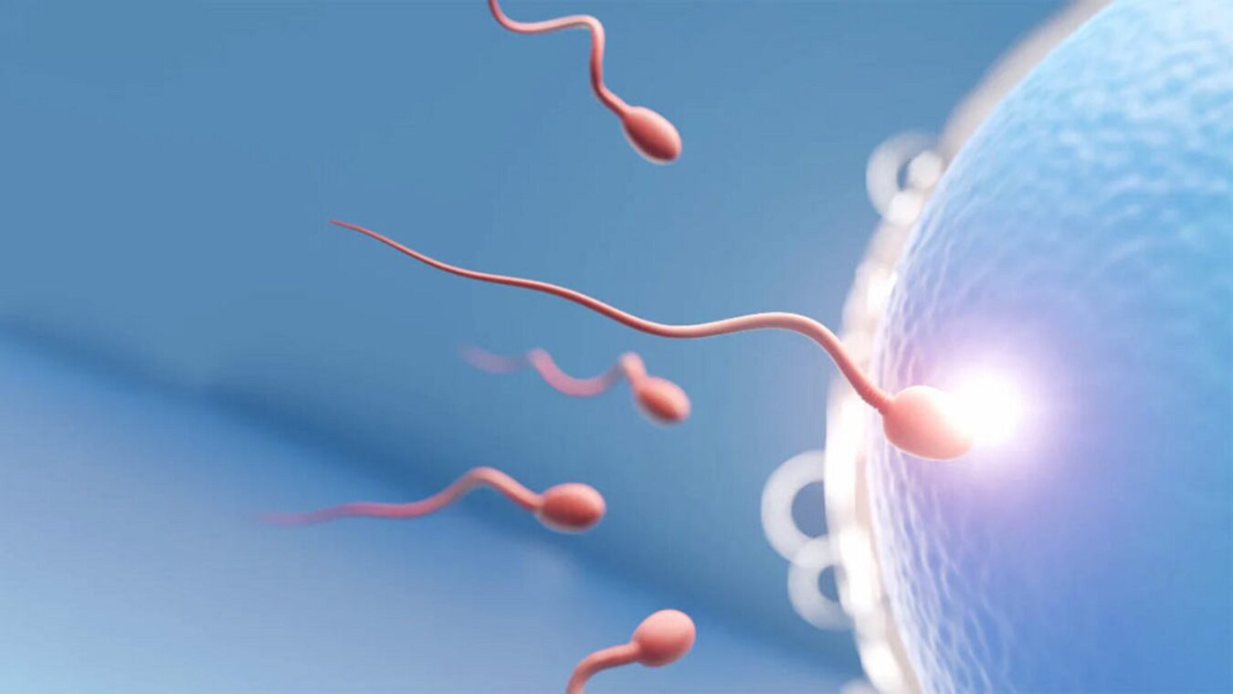 Sperm