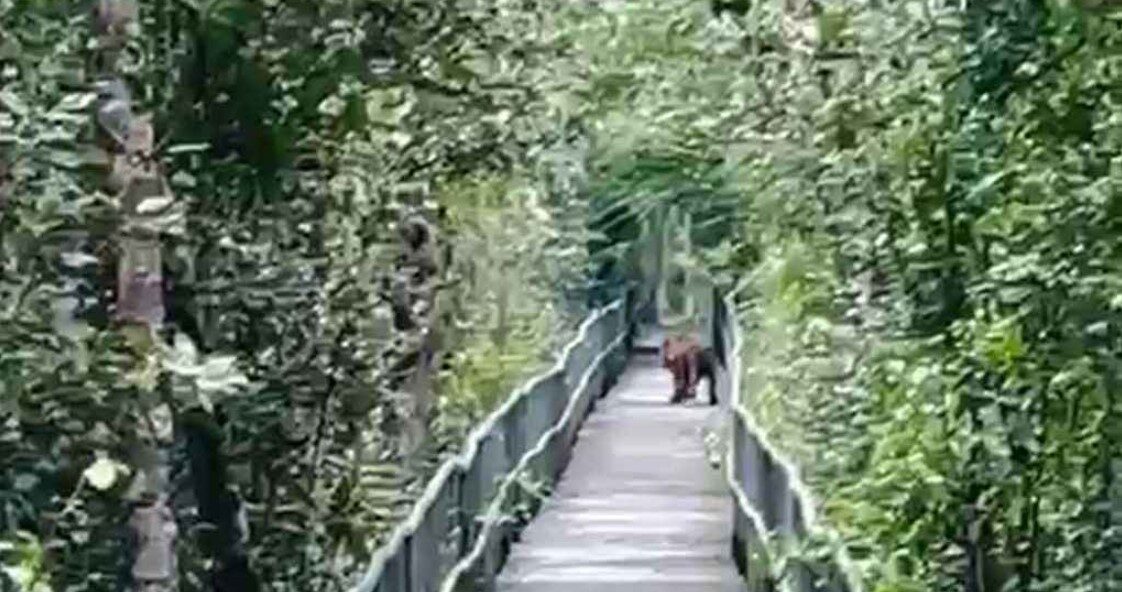 সুন্দরবনের পর্যটক ফুট ট্রেইলে বাঘ