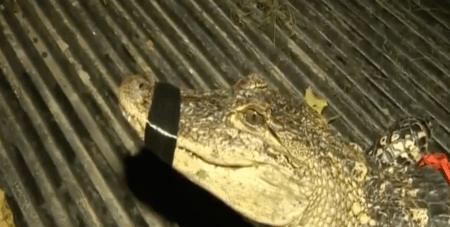 abandoned alligator rescue