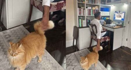 তারেক রহমানের বিড়াল