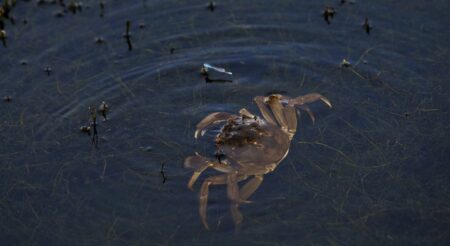 China’s Hairy Crab Shortage Intensifies as Heatwaves Disrupt Delicate Harvest hairy crab shortage