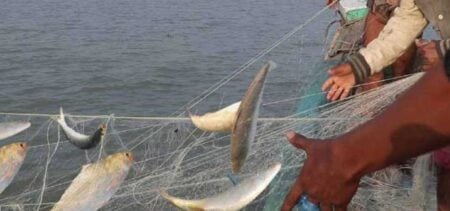 নিষেধাজ্ঞা উপেক্ষা করে মেঘনায় অবাধে চলছে ইলিশ শিকার ইলিশ শিকার