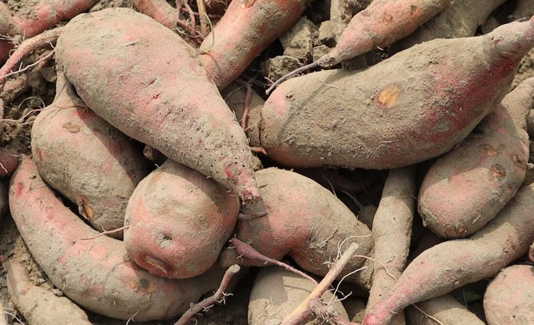 Ogil uxlayotgan jinsiy aloqa ona