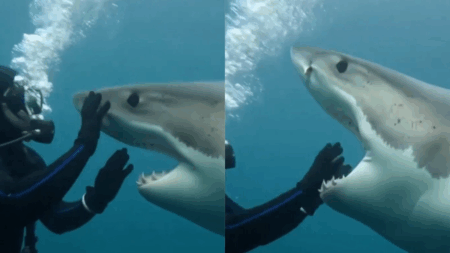 AI-Generated Shark Attack Video of YouTuber Dallymd Sparks Widespread Hoax AI-generated shark attack video